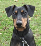Deutsche Pinscher